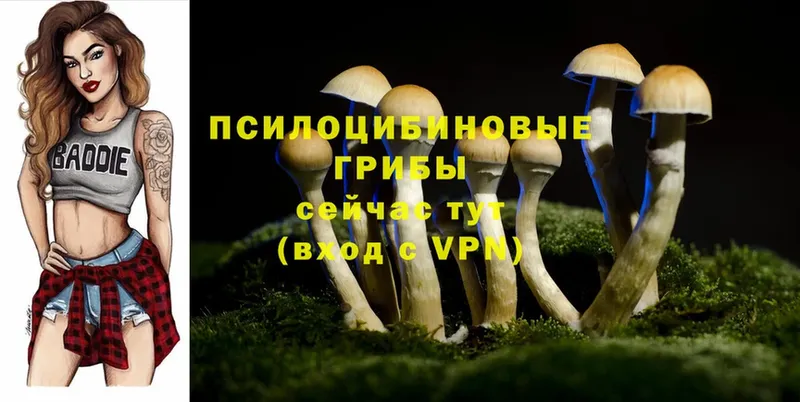 кракен   Красноуфимск  Галлюциногенные грибы Psilocybine cubensis 